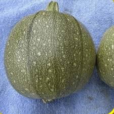 Why are my zucchini round. Round Zucchini Seeds Zucchini Seeds For Planting