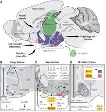 Image result for Higher Integrative Function