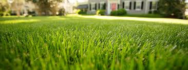 We did not find results for: Healthy Lawn Tips Rescue Your Fescue Stihl Usa