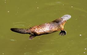 Image result for Platterpus