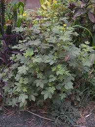 Image result for Cleomaceae