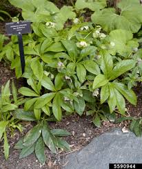 Maybe you would like to learn more about one of these? Hellebore Helleborus Orientalis Ssp Abchasicus A Braun B Mathew