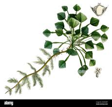 Image result for Trapa natans