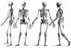 In females, the neck remains slender, with no adam's apple. Medicine Outline Victorian Anatomy Drawings Of The Human Skeleton Stock Photo Picture And Royalty Free Image Image 22368207