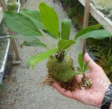 Pin On Ant Plant