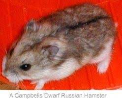 Do russian dwarf hamsters come from russia? Information Hamster Russian Hamster Russian Dwarf Hamster