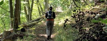 Entsprechend habe er nicht gezögert, als hörte, dass das schweinfurter haus neu verpachtet. Rhon Wanderung Zu Den Basaltsaulen Am Gangolfsberg