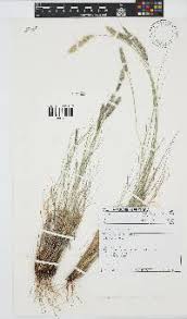 Image result for Enneapogon pretoriensis