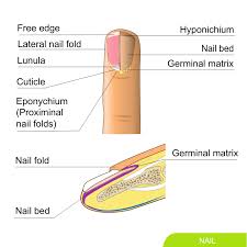 Image result for paronychium