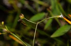 Image result for Oldenlandia herbacea