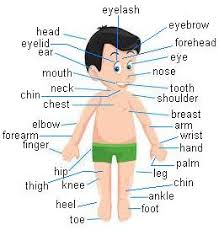 We did not find results for: Partes Del Cuerpo En Ingles Y Espanol Lista Con Pronunciacion