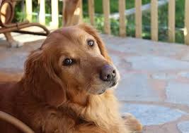 10 Best Small Dog Breeds That Don T Shed The Buzz Land Calm Dog Breeds Dog Breeds Popular Dog Breeds