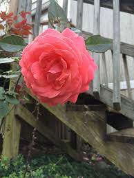 We did not find results for: Coral Colored Climbing Rose Super Beautiful Climbing Roses Rose Flowers