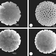 Image result for Fadogia schmitzii