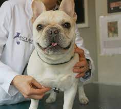 The animal medical clinic provides exceptional veterinary care in two locations: Wellness Exams For Pets Boston Ma Back Bay Veterinary Clinic