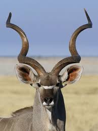 Tragelaphus Strepsiceros African Animals Animals With Horns Animals Beautiful