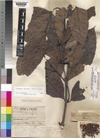 Image result for Funtumia africana