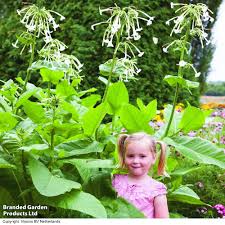 Image result for Nicotiana