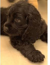 Black And Brown Cocker Spaniel Reminds Me Of My Jasper He S Been Gone For 3 Years And I Still Miss Him So Black Cocker Spaniel Puppies Cocker Spaniel Puppies Black Cocker Spaniel