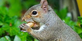 5 Homemade Squirrel Food Recipes You Can Try Today You Ll Find Rodent Blocks Squirrel Treats Homemade Squirrel F Squirrel Food Eastern Gray Squirrel Animals