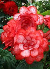 Begonia By Johnny One More Norman 500px Beautiful Flowers Flower Seeds Flower Garden