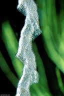 Image result for Genlisea margaretae