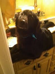 However, for a small male dog, lifting his leg over a huge female. My 85 Lb Dog Likes To Climb On To The Bathroom Counter He Can T Get Down By Himself Imgur Dogs Big Dogs Puppy Facts