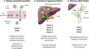Capable of moving along the blood circulation, they can occur also in bile ducts, gallbladder, and live. Fasciola An Overview Sciencedirect Topics