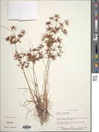 Image result for Cyperus amabilis