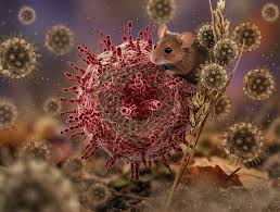 Hantavirus: Transmission, Symptoms and Early Infection Process | Hantavirus Syndrome | Homeopathic | Best Homeopathic Doctor in Pakistan | Dr Qaisar Ahmed MD, DHMS