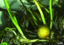 Image result for Isoglossa darbyshirei