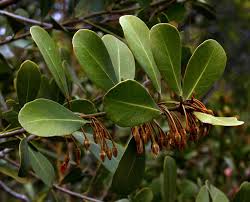 Image result for Mimusops afra