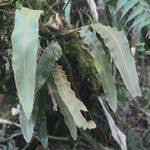 Image result for Elaphoglossum lancifolium
