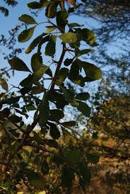 Image result for Searsia tenuinervis