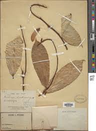Image result for Flabellariopsis acuminata