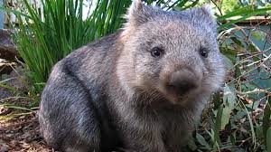 Image result for Northern hairy-nosed wombat