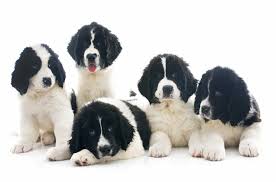 We simply enjoy raising our newfoundland's with our family. Landseer Newfoundland Dog Breed Information And Pictures Petguide