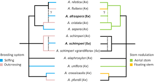 Image result for Aeschynomene pfundii