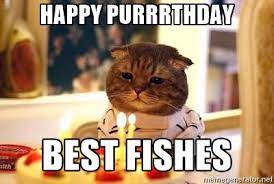 100 Best Happy Birthday Cat Memes Images