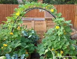 How To Build A Squash Arch For Your Garden Vegetable Garden Layout Design Garden Layout Vegetable Vegetable Garden Design