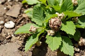 Michela Mucciante porn video I had noticed her ads for a