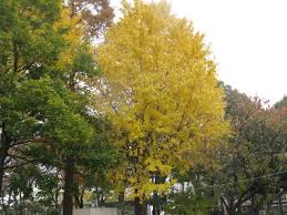 花ことば一覧