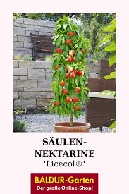 Saulen Nektarine Licecol Top Qualitat Online Kaufen Baldur Garten In 2020 Garten Pflanzen Pflanzen Garten