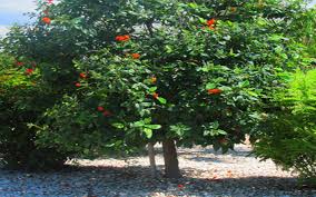 It ranges from southern florida in the united states and the bahamas, southwards throughout central america and the greater antilles. Geiger Tree For Sale Naples