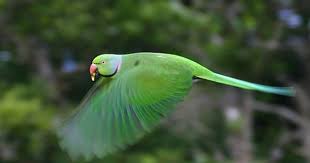 Green Bird With Red Ring Around Neck Image Result For Echo Parakeet Mauritius Island Parakeet Mauritius