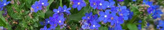 Image result for Anchusa capensis