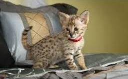 Jhizargo f7 sbt male savannah kitten comes with 100 health guarantee. Dubai Uae Ads For Pets Animals Cats Kittens Free Classifieds Muamat