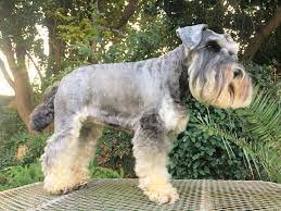 Maybe you would like to learn more about one of these? Purchase Miniature Schnauzer Curly Hair Up To 62 Off