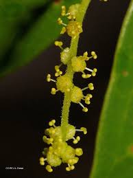 Image result for Antidesma