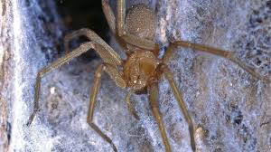 As their name tells us, house spiders are one of the most common spiders to invade our homes. The Museum Filled With Venomous Spiders That Just Won T Die Bbc Future